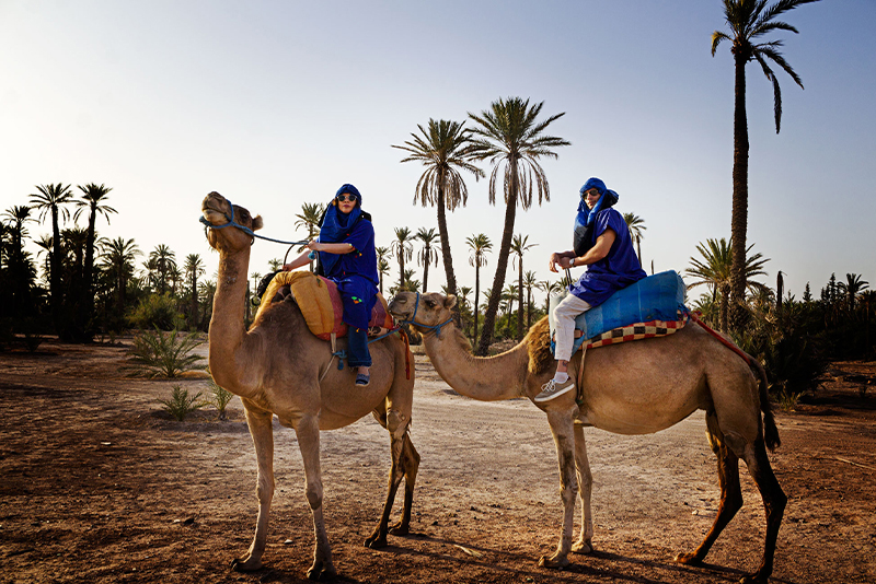 Camel Ride In The Palm Grove In Marrakech